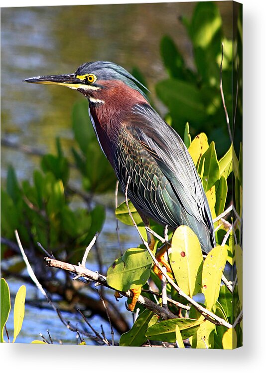 Animal Acrylic Print featuring the photograph Green Heron at MINWR by Ira Runyan