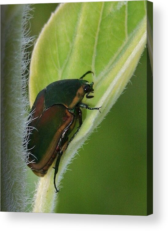 Bug Acrylic Print featuring the photograph Green on Green by Karen Harrison Brown