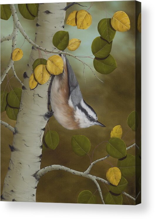 Animals Acrylic Print featuring the painting Hanging Around-Red Breasted Nuthatch by Rick Bainbridge