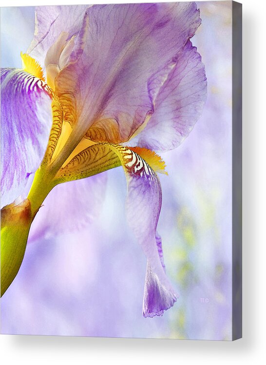 Floral Acrylic Print featuring the photograph Heavenly Iris 2 by Theresa Tahara