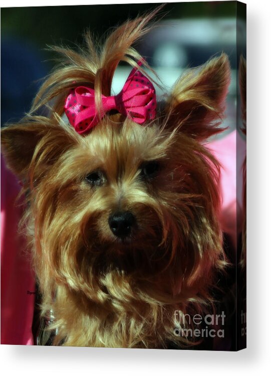 Dogs Acrylic Print featuring the photograph Her Pinkness by Steven Digman