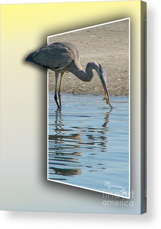 Fauna Acrylic Print featuring the photograph Heron and Sea-horse by Mariarosa Rockefeller