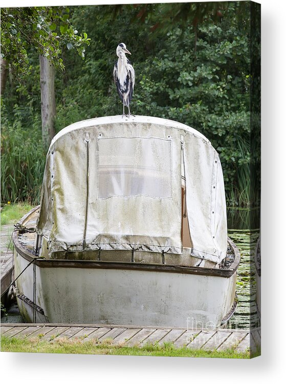 Heron Acrylic Print featuring the photograph Heron perched on boat by Simon Bratt