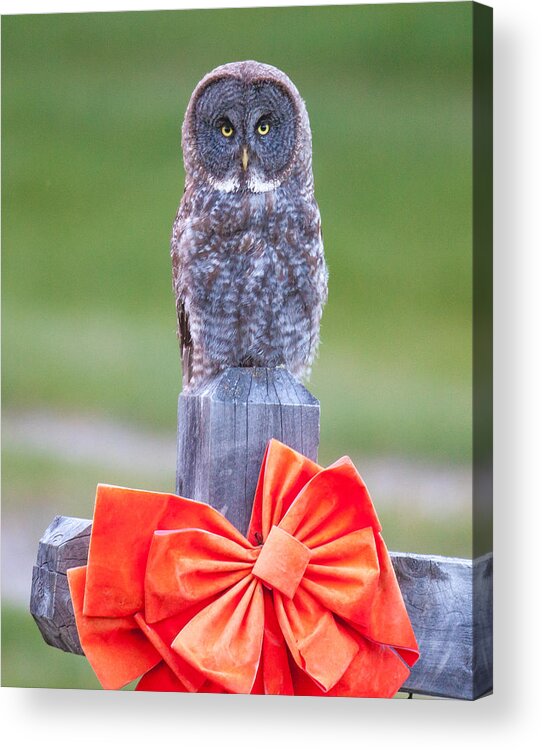 Wildlife Acrylic Print featuring the photograph Holiday Owl by Kevin Dietrich