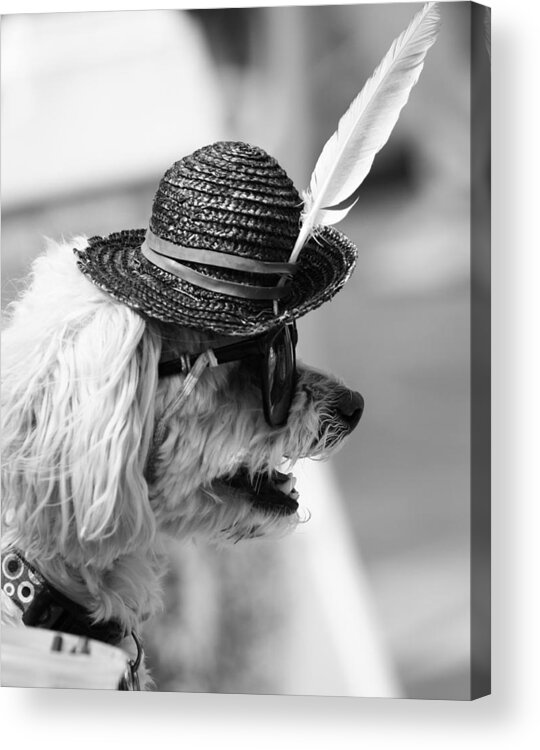 Pride Festival Acrylic Print featuring the photograph Hotdog by J C