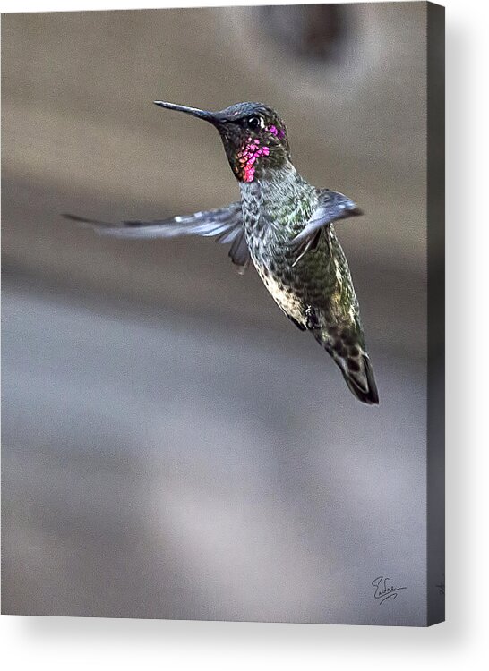 Endre Acrylic Print featuring the photograph Hummingbird 4 by Endre Balogh