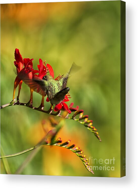 Hummingbird Acrylic Print featuring the photograph Hummingbird Feeding by Belinda Greb