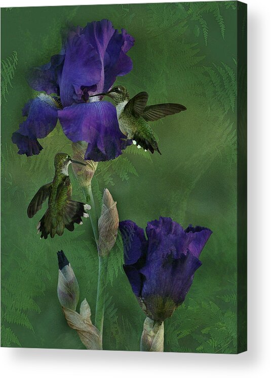 Hummingbirds Acrylic Print featuring the photograph Hummingbird Gathering by TnBackroadsPhotos 