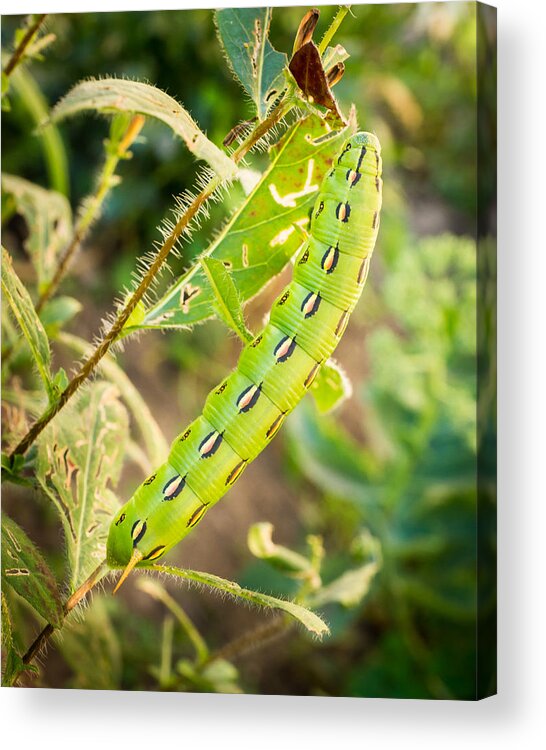 Caterpillar Acrylic Print featuring the photograph Hummingbird Moth Caterpillar by Bill Pevlor