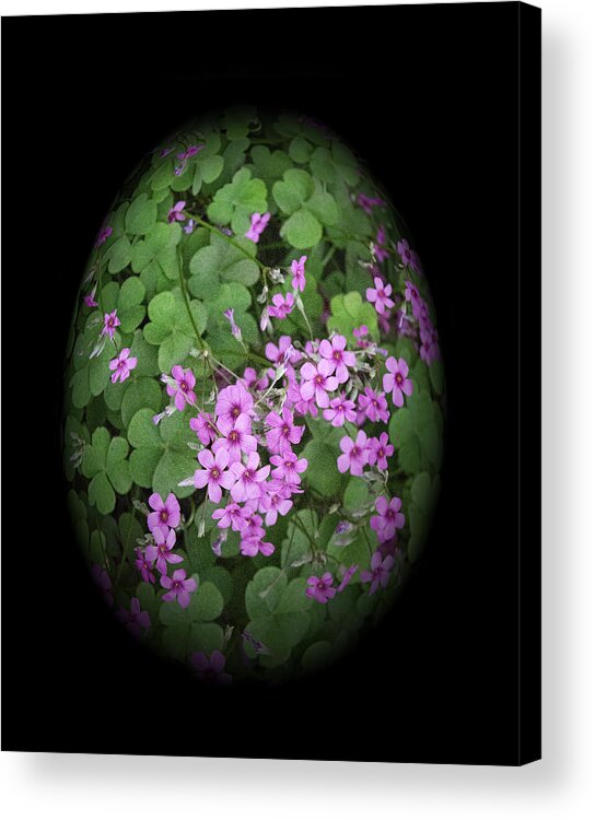 Nature Acrylic Print featuring the photograph I Am in Clover by Linda Phelps