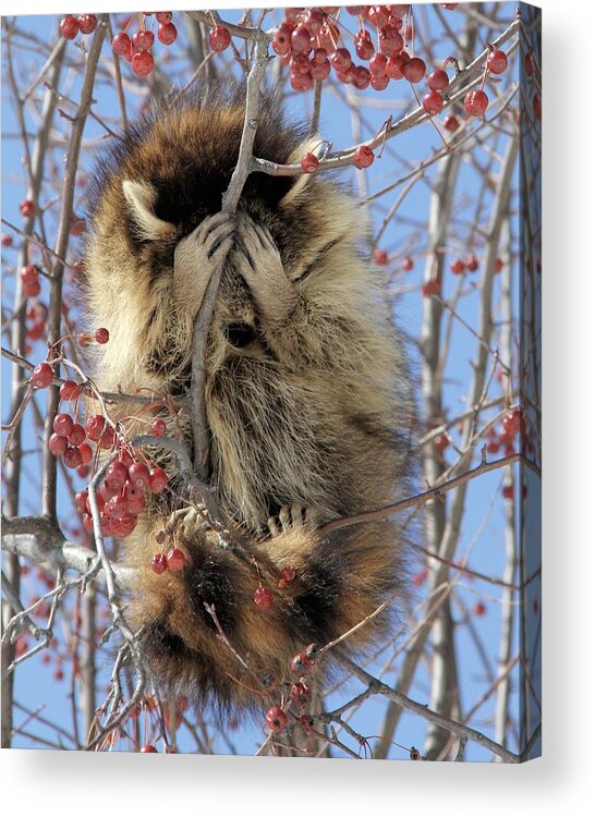 Raccoon Acrylic Print featuring the photograph I Just Want This Photo Shoot To Be Over by Doris Potter