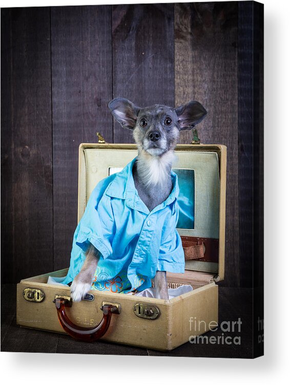 Dog Acrylic Print featuring the photograph I need a vacation by Edward Fielding