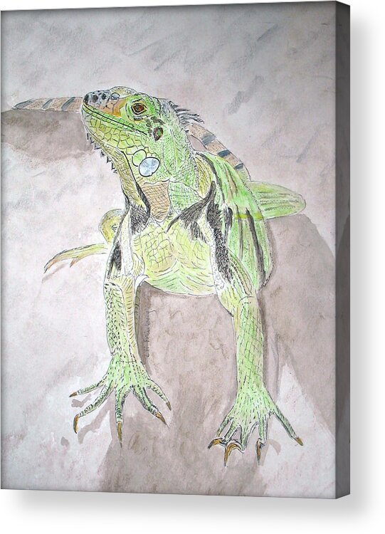 Iguana Acrylic Print featuring the painting Iguana by Linda Feinberg