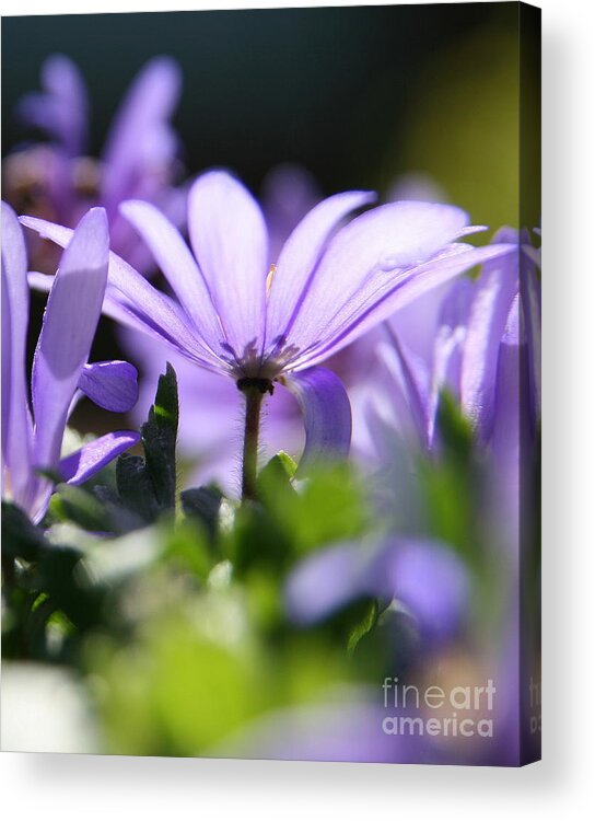 Purple Acrylic Print featuring the photograph Floral Purple Light by Neal Eslinger
