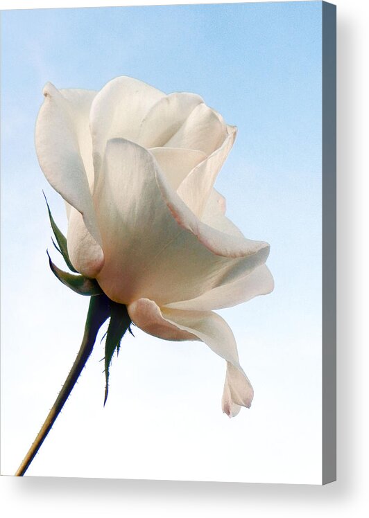 Rose Acrylic Print featuring the photograph Innocence by Deb Halloran