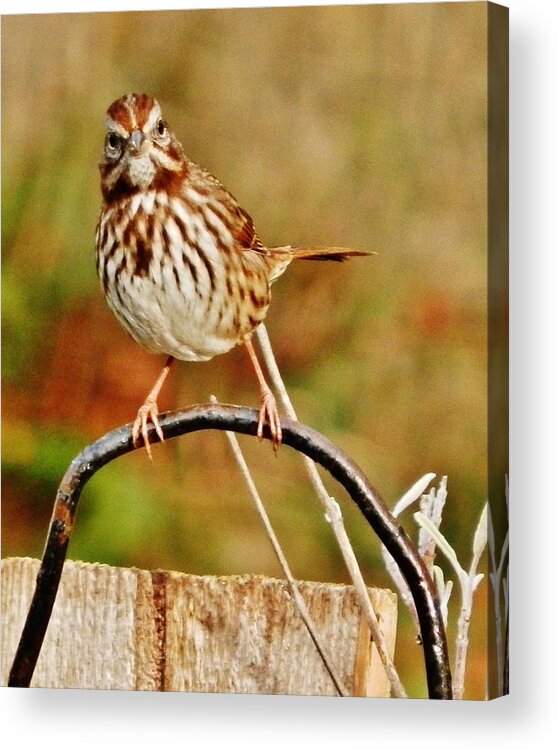 Sparrow Acrylic Print featuring the photograph Is That You? by VLee Watson