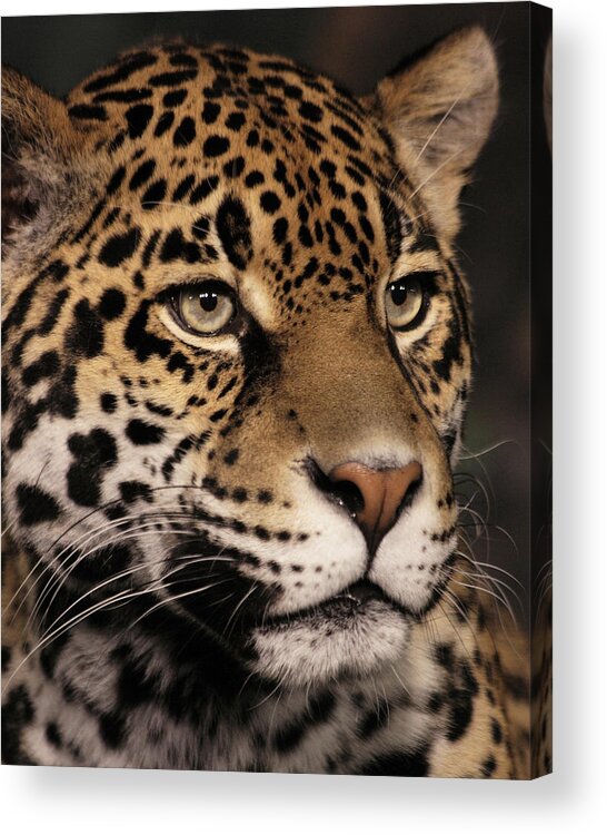 Jaguar Acrylic Print featuring the photograph Jaguar Portrait by Theo OConnor