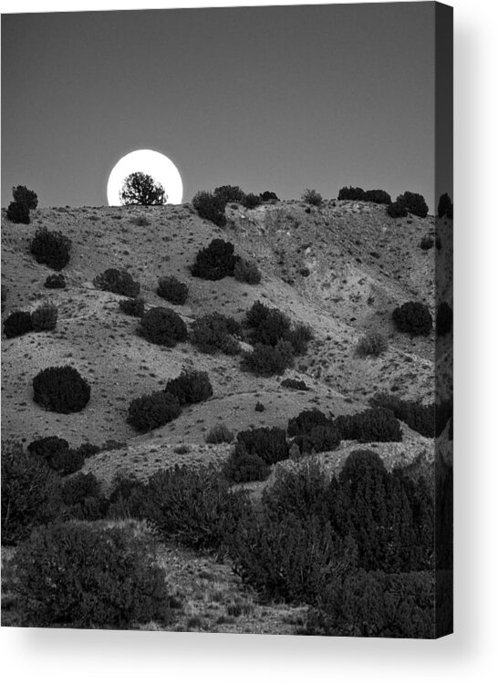 Juniper Acrylic Print featuring the photograph Juniper at Moonrise by Mary Lee Dereske