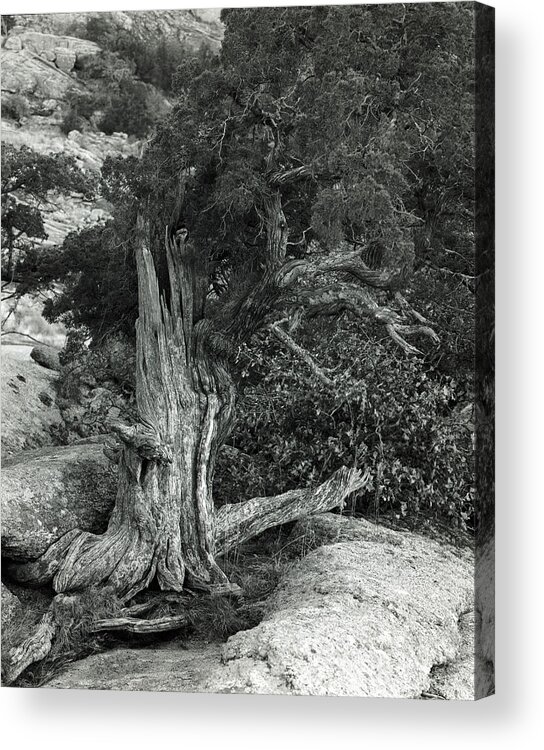 American West Acrylic Print featuring the photograph Juniper Stump by Richard Smith