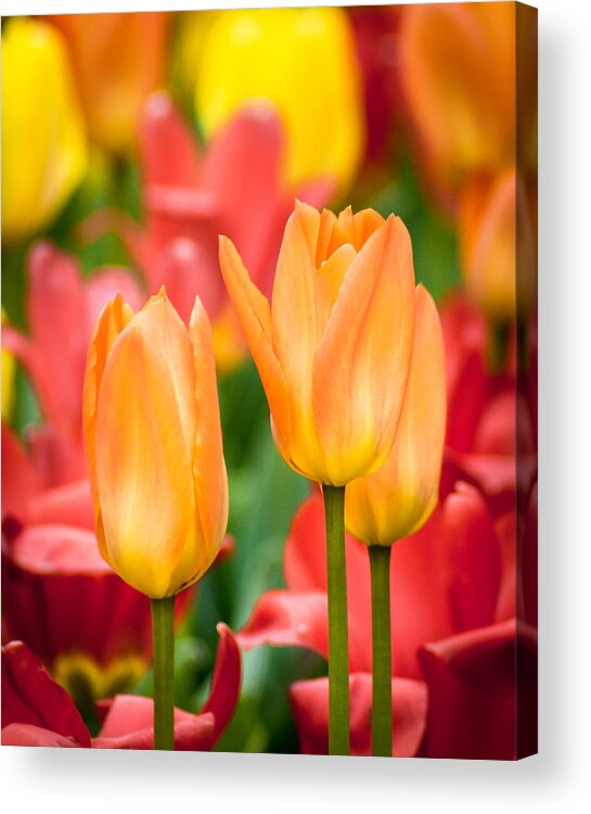 Flowers Acrylic Print featuring the photograph Just Peachy by Bill Pevlor