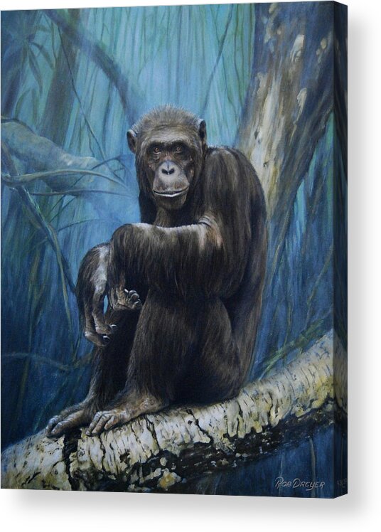 Chimp Acrylic Print featuring the painting Keeper of the Congo by Dreyer Wildlife Print Collections 