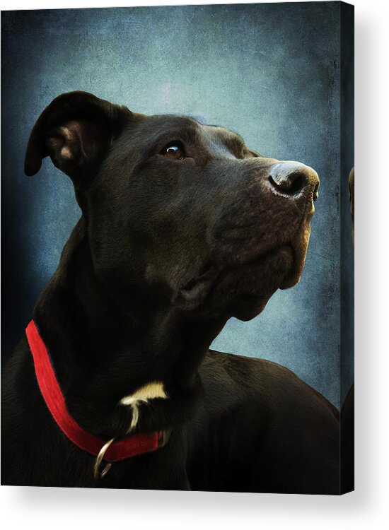 Labrador Acrylic Print featuring the photograph Kettles the Majestic by Shawna Rowe