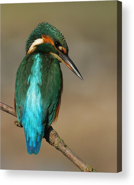 Kingfisher Acrylic Print featuring the photograph Kingfisher1 by Tony Mills