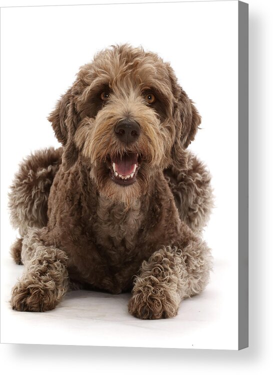 Animals Acrylic Print featuring the photograph Labradoodle Lying With Head by Mark Taylor