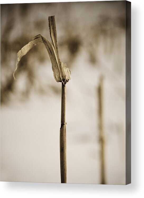 Agriculture Acrylic Print featuring the photograph Last Standing by Christi Kraft