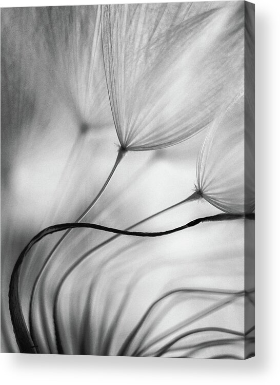 Dandelion Acrylic Print featuring the photograph Lean On Me by Keren Or