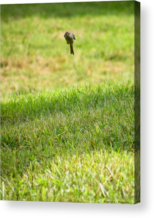 Animal Acrylic Print featuring the photograph Leaping Bird by Kimmary MacLean