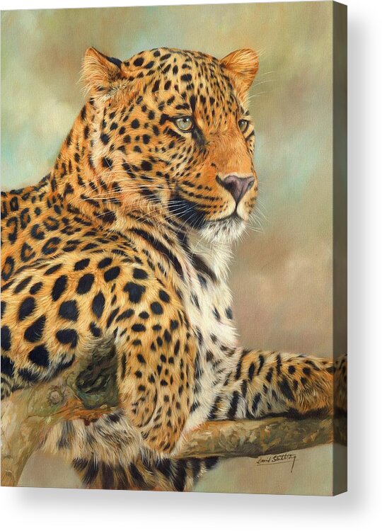 Leopard Acrylic Print featuring the painting Leopard by David Stribbling