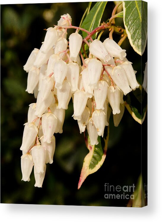 White Acrylic Print featuring the photograph Lily of the Valley Bush or the Japanese Andromeda by Mary Jane Armstrong