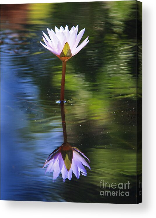 Water Lily Acrylic Print featuring the photograph Lily Reflection by Jennifer Ludlum
