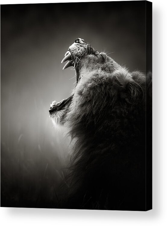 Lion Acrylic Print featuring the photograph Lion displaying dangerous teeth by Johan Swanepoel