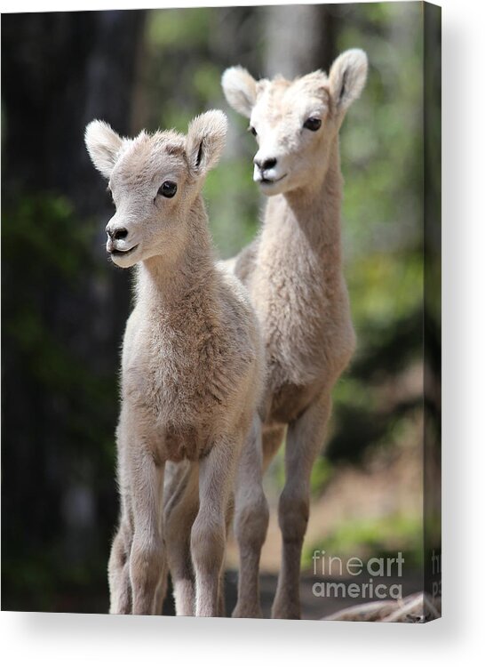 Little Acrylic Print featuring the photograph Little Bighorns by Marty Fancy
