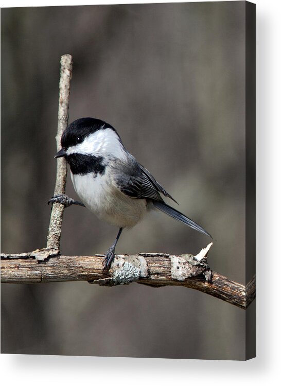Chickadee Acrylic Print featuring the photograph Little Chickadee 2 by John Crothers