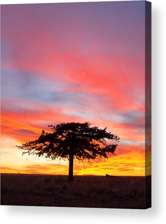 Country Acrylic Print featuring the photograph Loner by Michael Gross