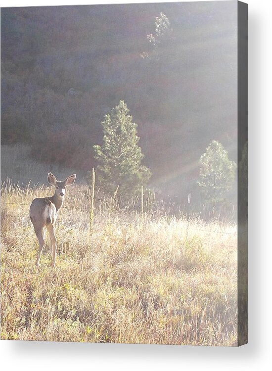 Deer Acrylic Print featuring the photograph Looking at You by Shere Crossman