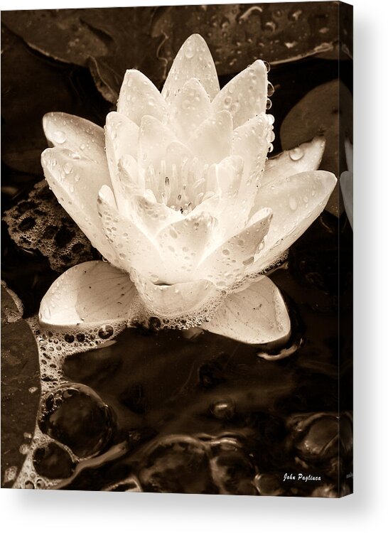 Aquatic Acrylic Print featuring the photograph Lotus Blossom by John Pagliuca