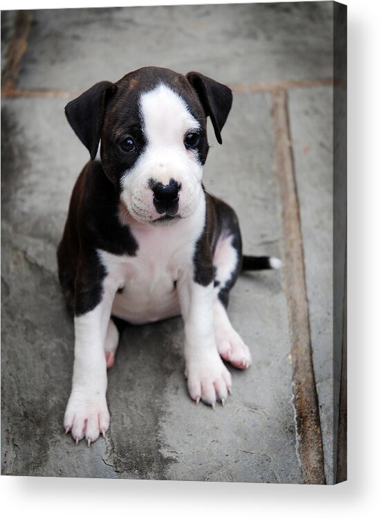 Dog Acrylic Print featuring the photograph Macie Too by Mark Rogan