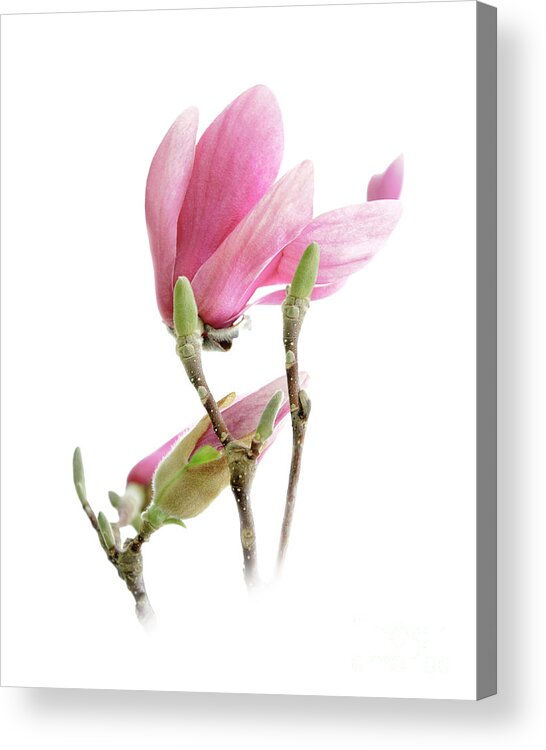 Andee Design Magnolia Acrylic Print featuring the photograph Magnolia Blossoms by Andee Design