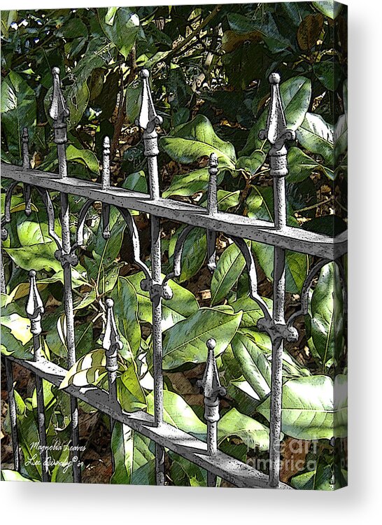 Magnolia Acrylic Print featuring the photograph Magnolia Leaves by Lee Owenby