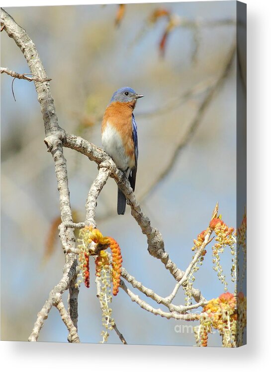 Animal Acrylic Print featuring the photograph Male Bluebird In Budding Tree by Robert Frederick