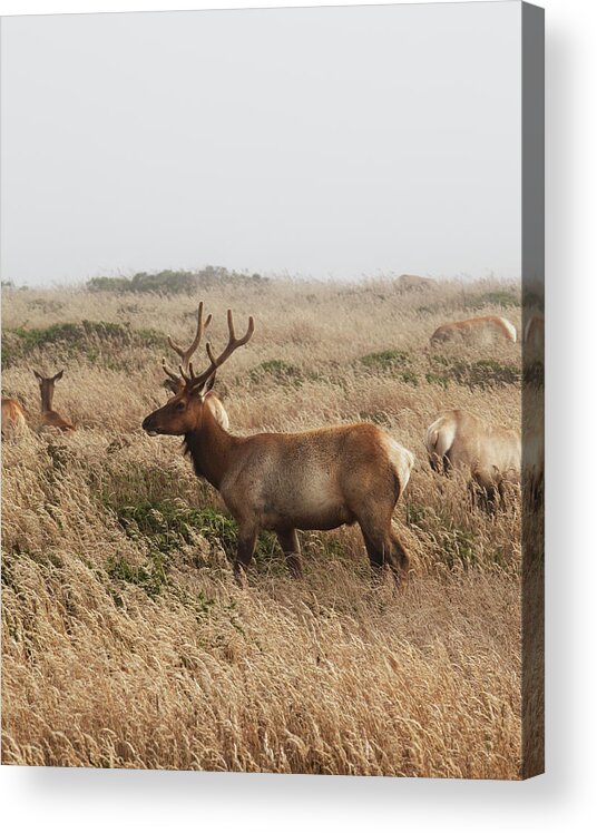 Male Animal Acrylic Print featuring the photograph Male Tule Elk With Herd by Paul Taylor