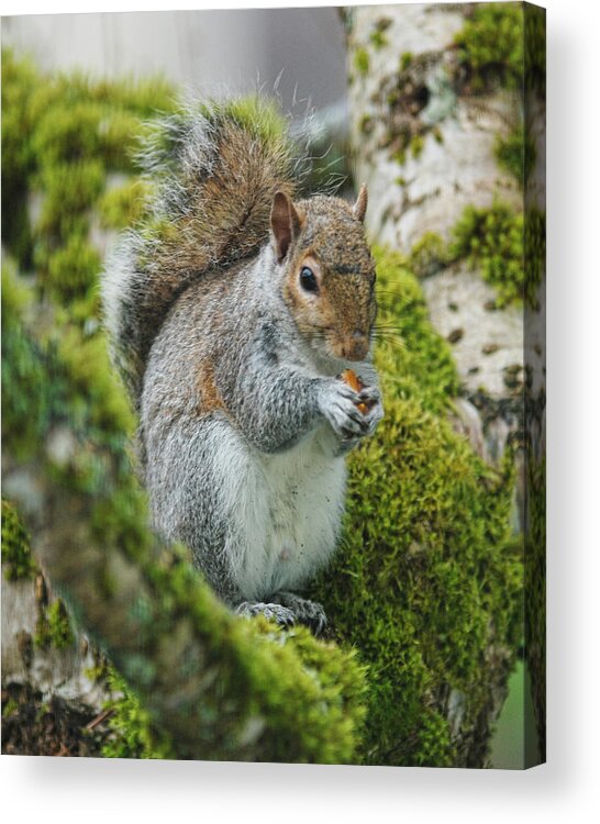 Squirrel Acrylic Print featuring the photograph Man this is good by Ron Roberts