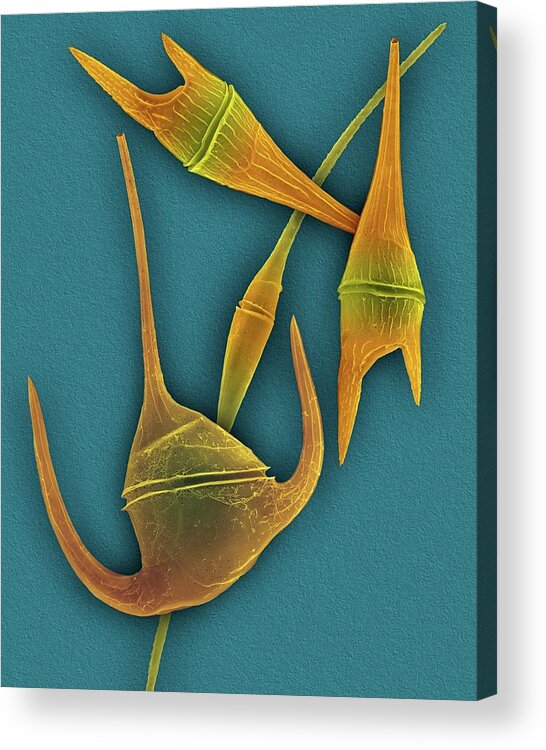 24991b Acrylic Print featuring the photograph Marine Dinoflagellates (ceratium Spp.) by Dennis Kunkel Microscopy/science Photo Library