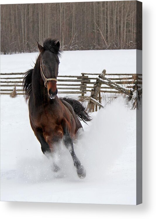 Animal Acrylic Print featuring the photograph Marley and Me by Davandra Cribbie