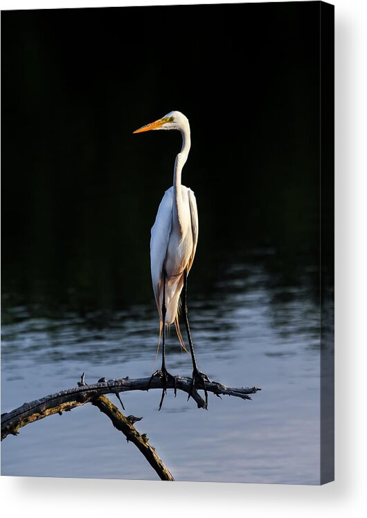 Ardea Acrylic Print featuring the photograph Maryland Great Egret by Patrick Wolf