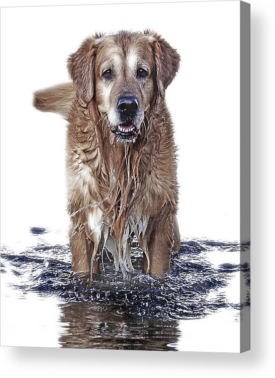 Dog Acrylic Print featuring the photograph Master Of Wet Elements by Joachim G Pinkawa